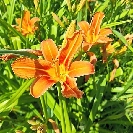 Domaine De La Cour Vautier Bed & Breakfast Mandeville-en-Bessin